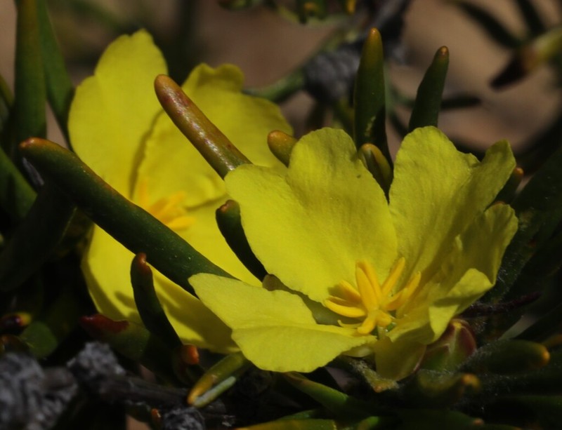 Hibbertia desmophylla photo 4