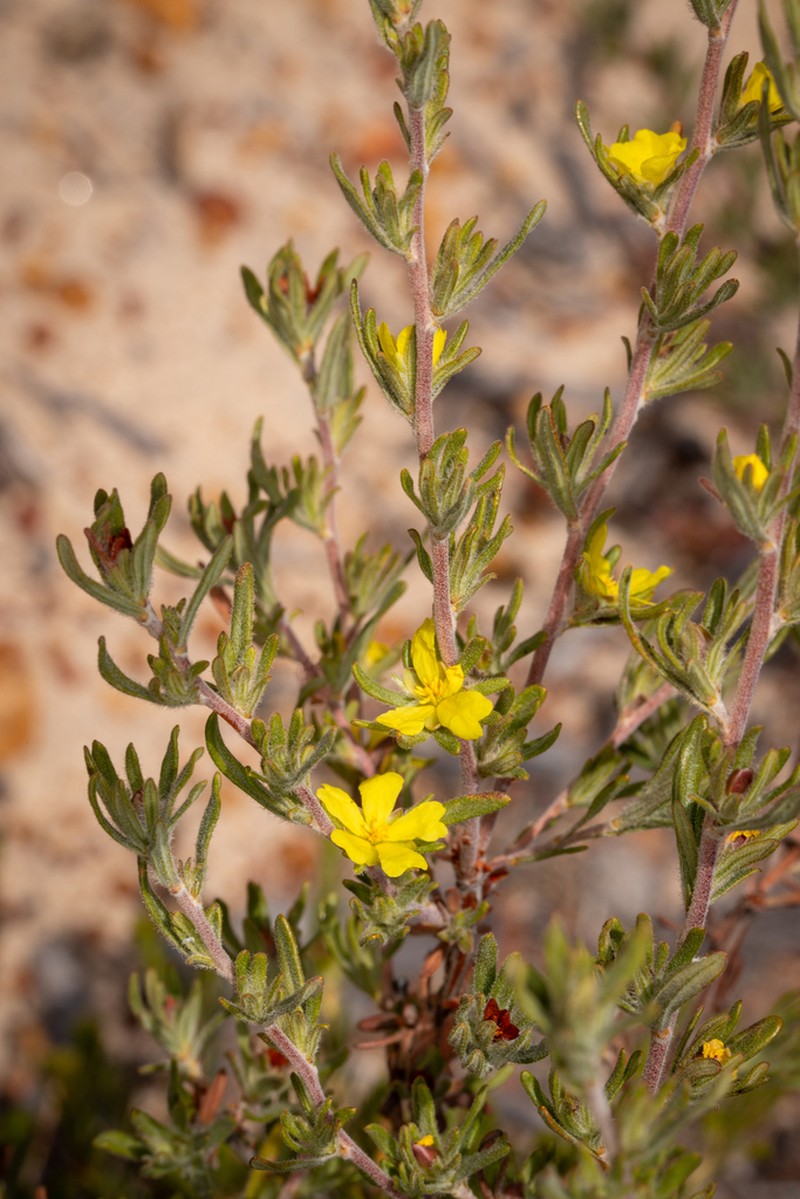 Hibbertia desmophylla photo 5