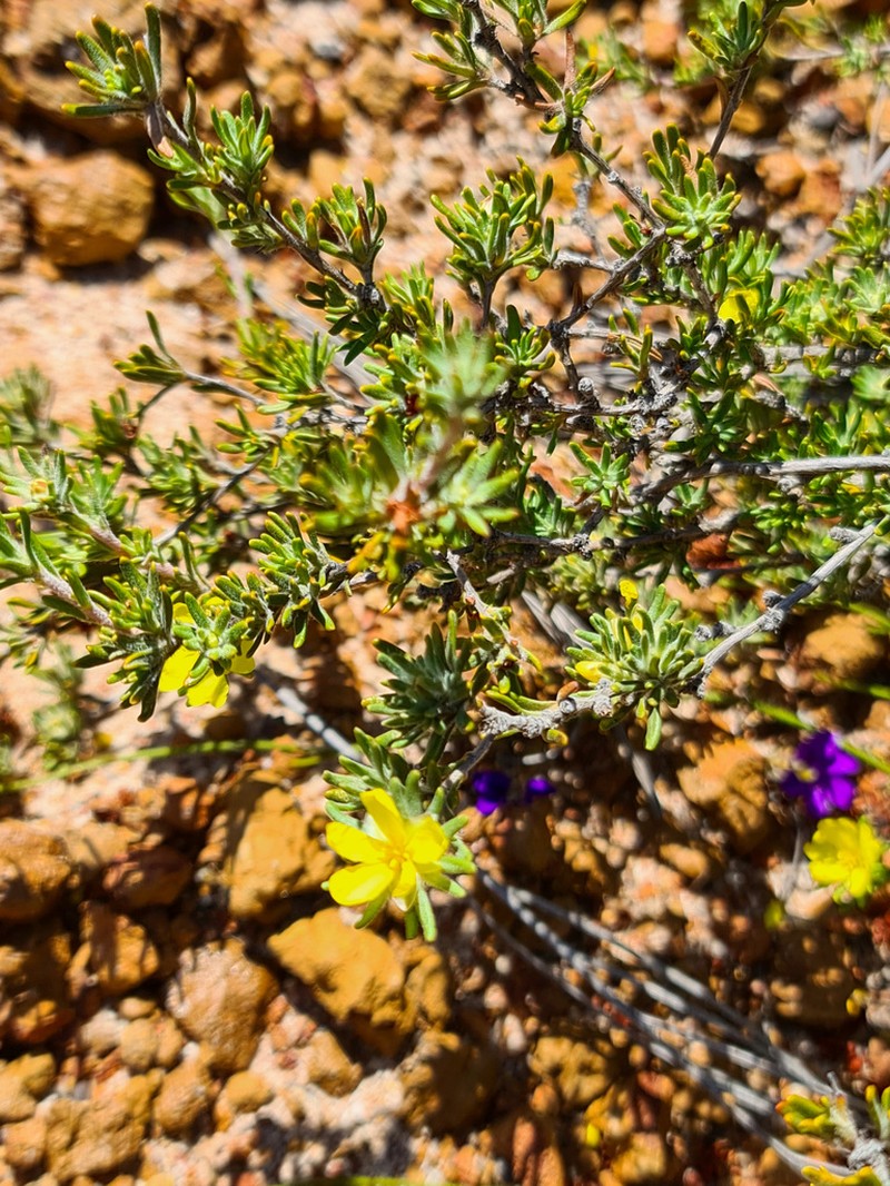 Hibbertia desmophylla photo 6