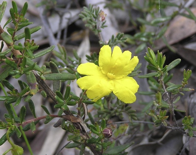Hibbertia diamesogenos