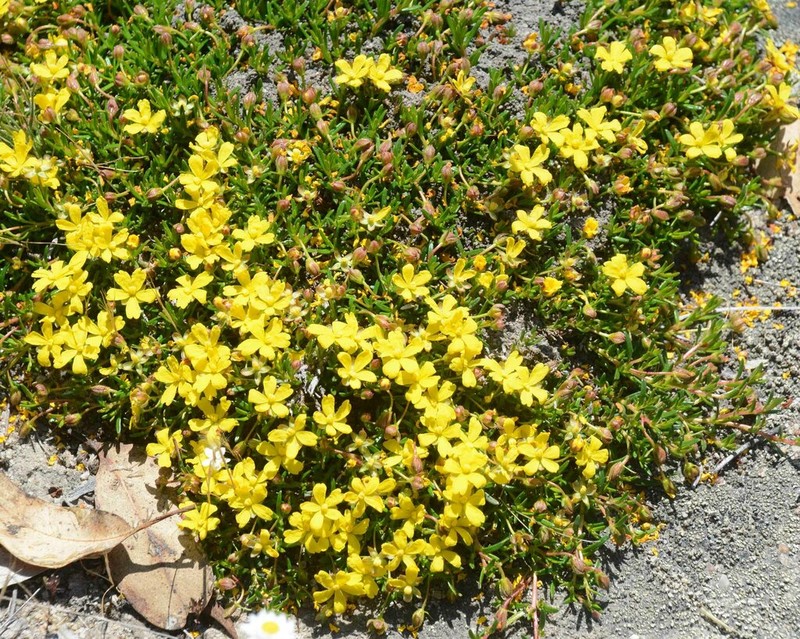 Hibbertia diamesogenos photo 2