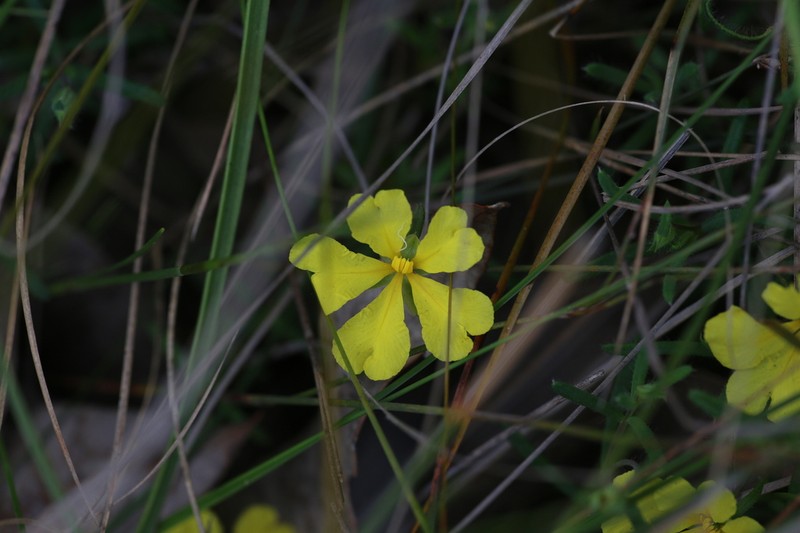 Hibbertia diamesogenos photo 3