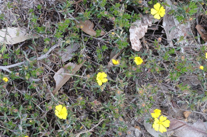 Hibbertia diamesogenos photo 4