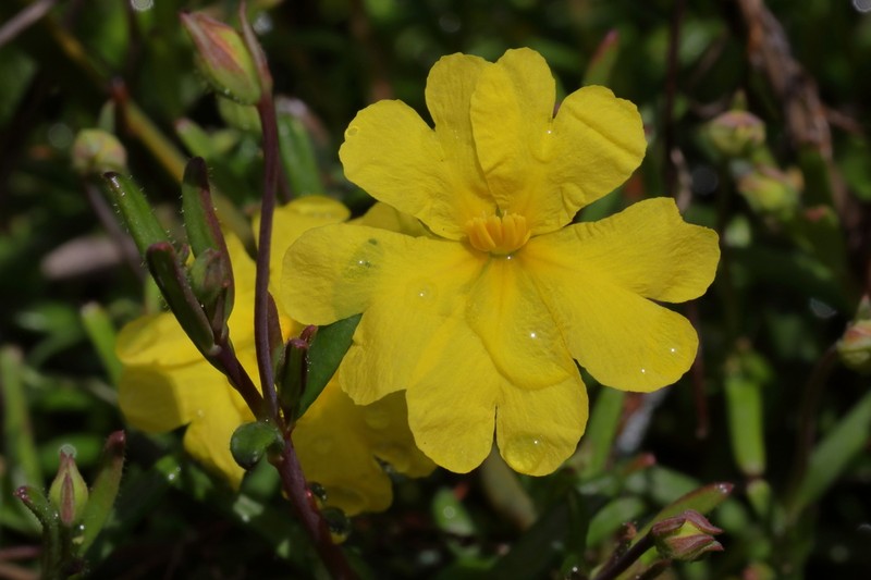 Hibbertia diamesogenos photo 5