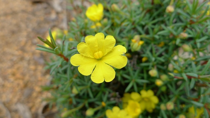Hibbertia diamesogenos photo 6