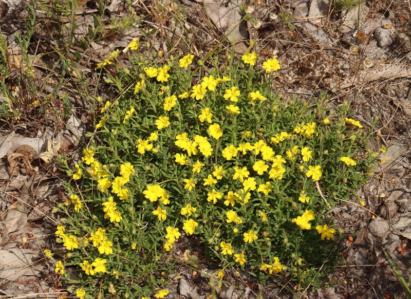 Hibbertia diamesogenos photo 7