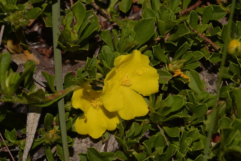 Hibbertia diffusa
