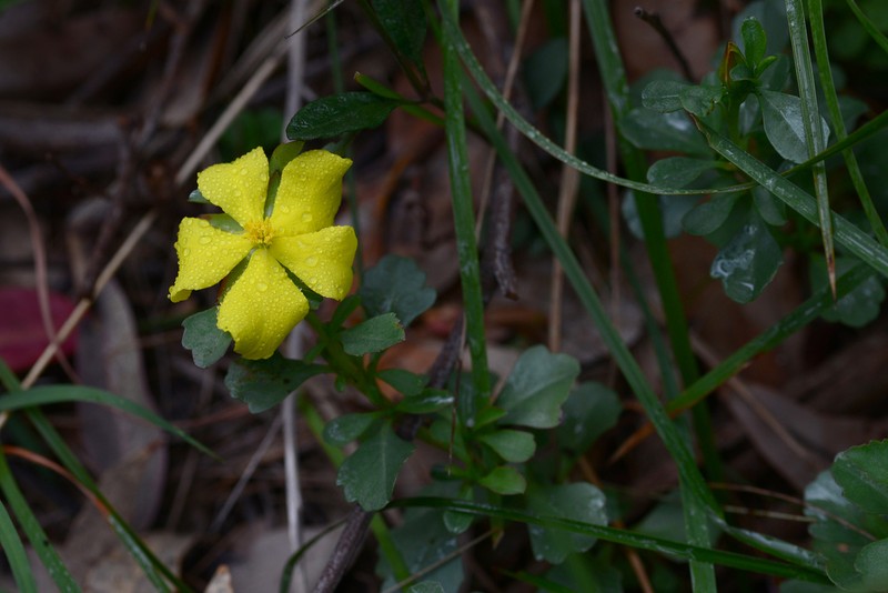 Hibbertia diffusa photo 2