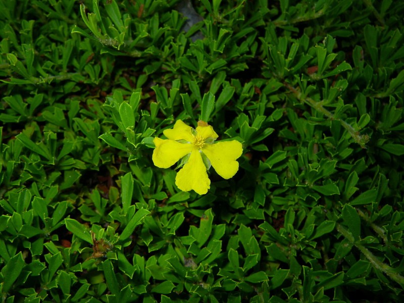Hibbertia diffusa photo 3