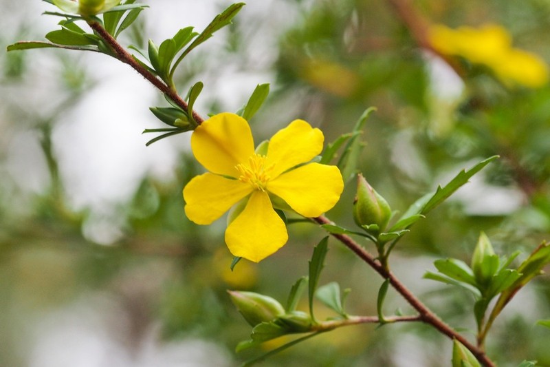 Hibbertia diffusa photo 4