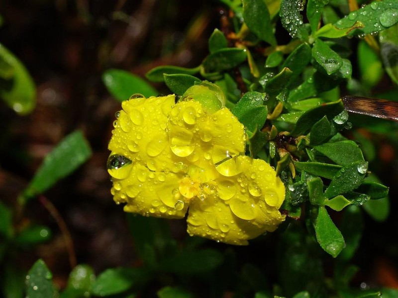 Hibbertia diffusa photo 5