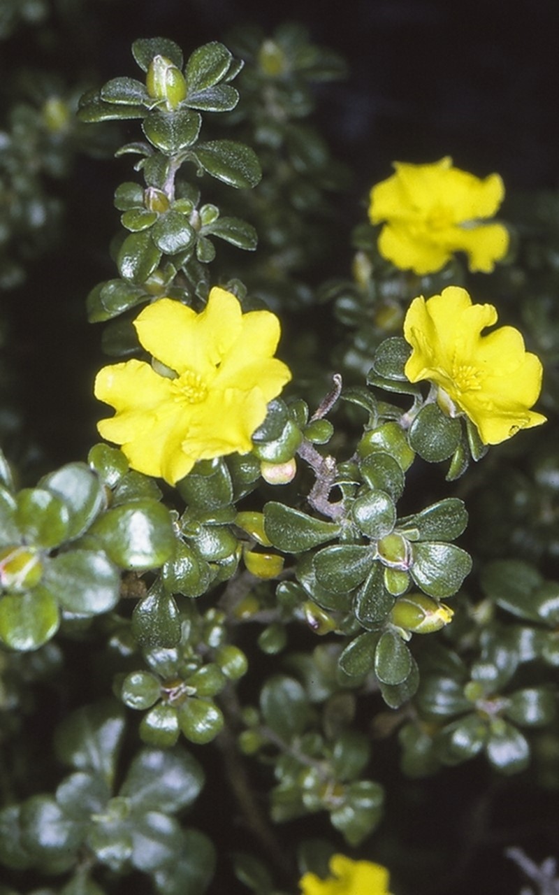 Hibbertia diffusa photo 6