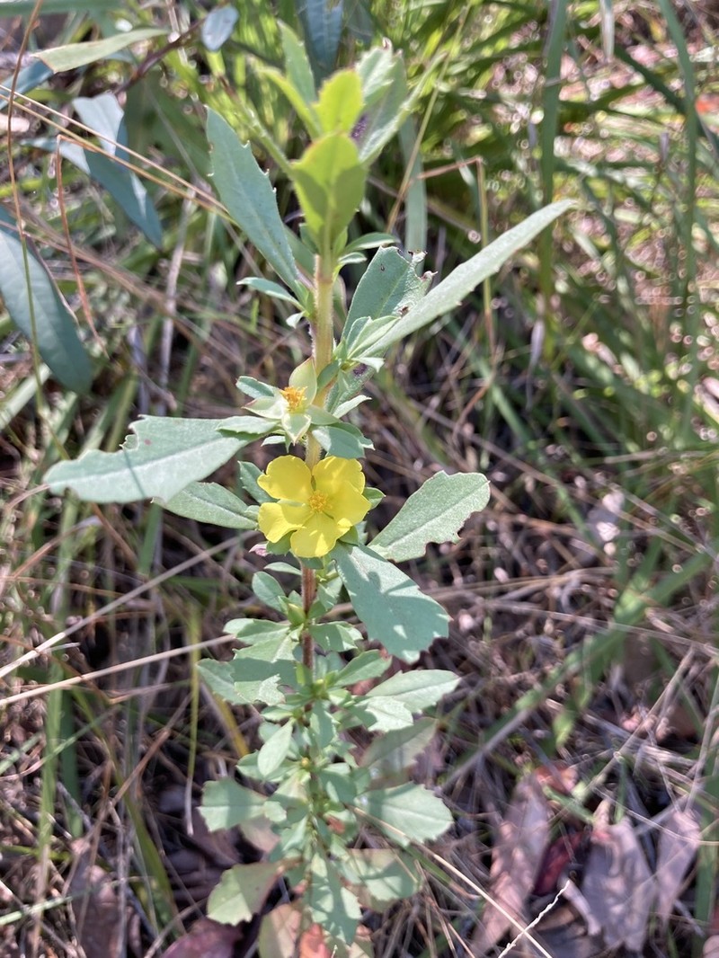 Hibbertia diffusa photo 7