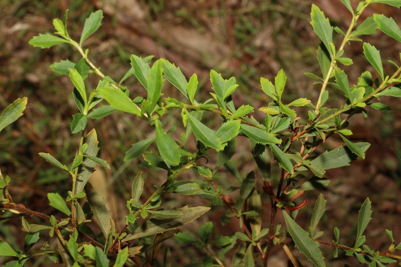 Hibbertia diffusa photo 8