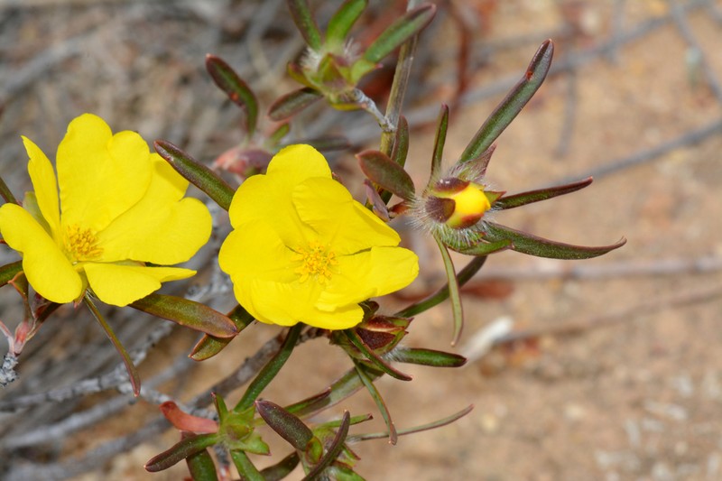 Hibbertia drummondii photo 2