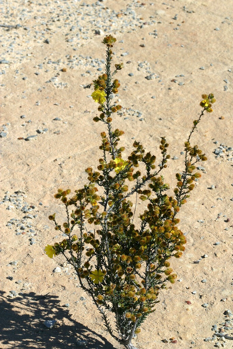 Hibbertia drummondii photo 3