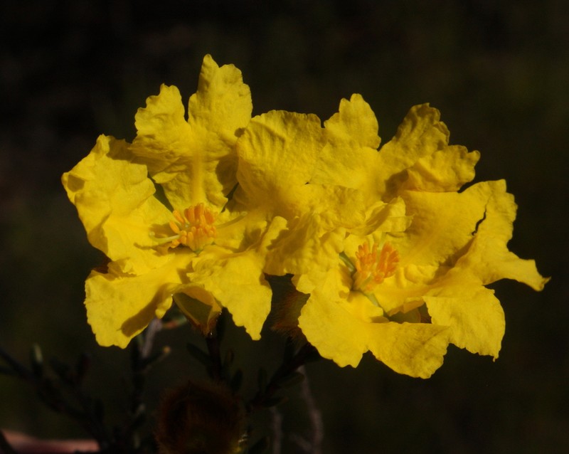 Hibbertia drummondii photo 4