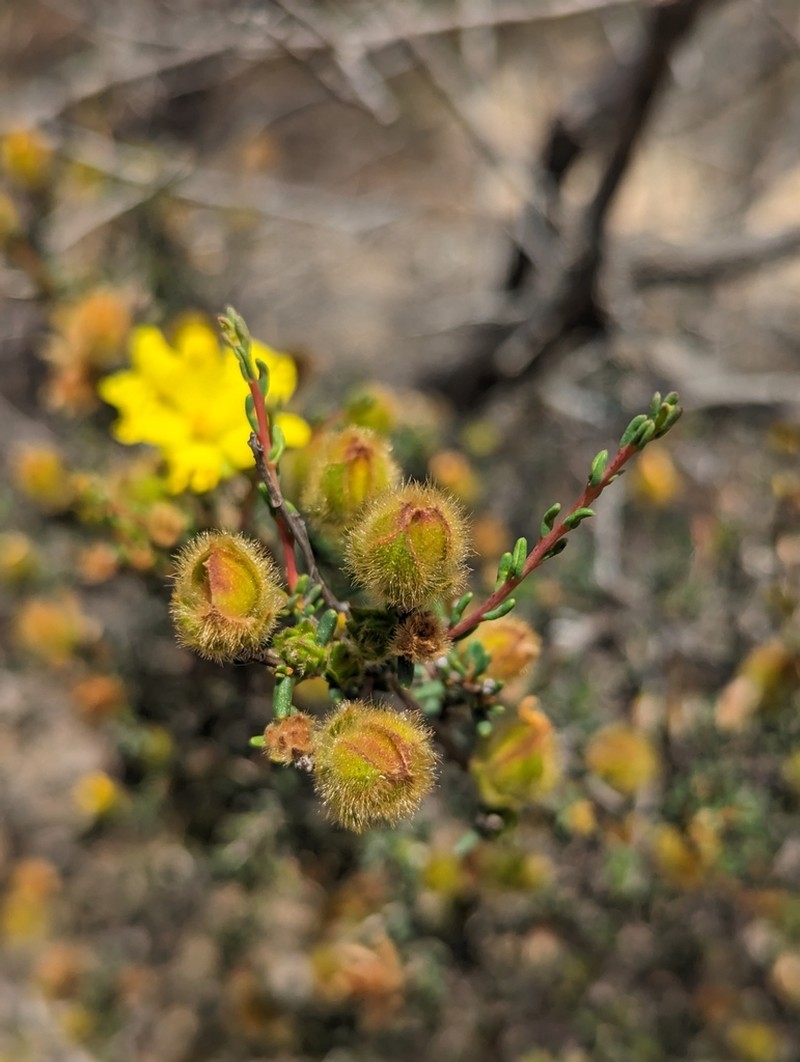 Hibbertia drummondii photo 5