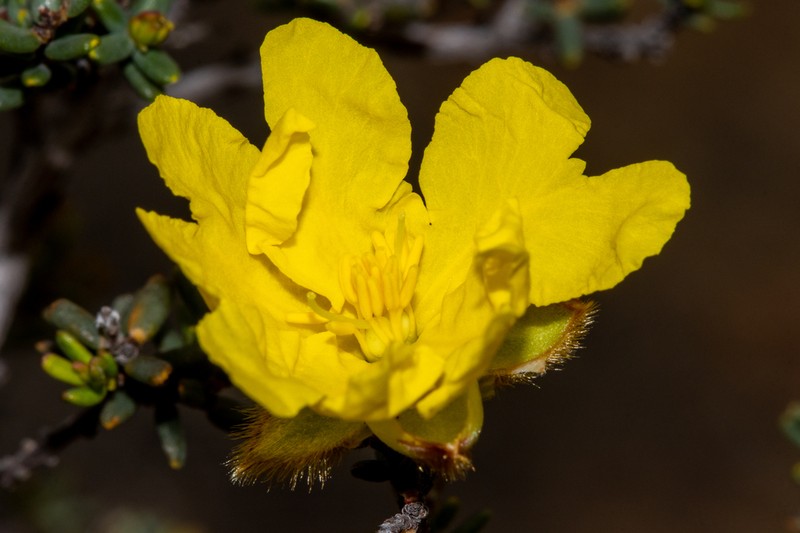 Hibbertia drummondii photo 6