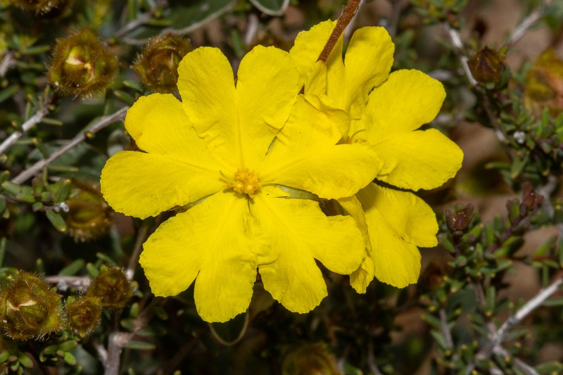 Hibbertia drummondii photo 7