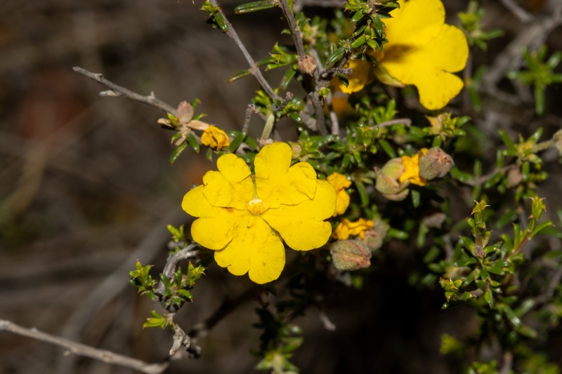 Hibbertia eatoniae