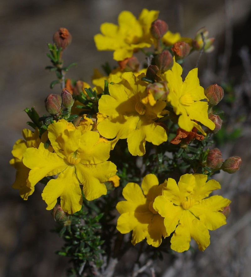 Hibbertia eatoniae photo 2
