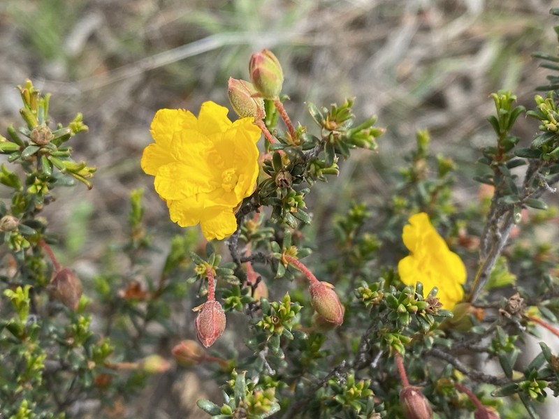 Hibbertia eatoniae photo 3