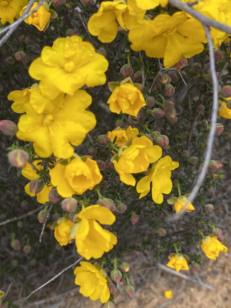 Hibbertia eatoniae photo 4