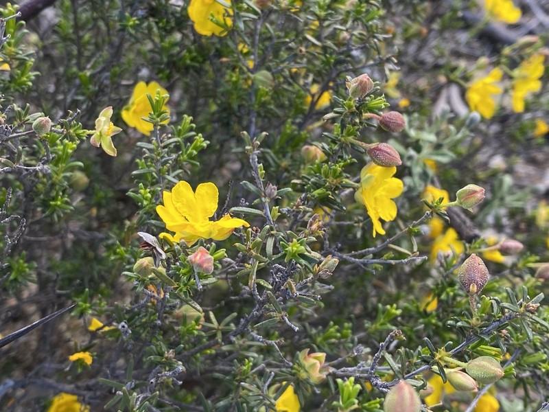 Hibbertia eatoniae photo 5