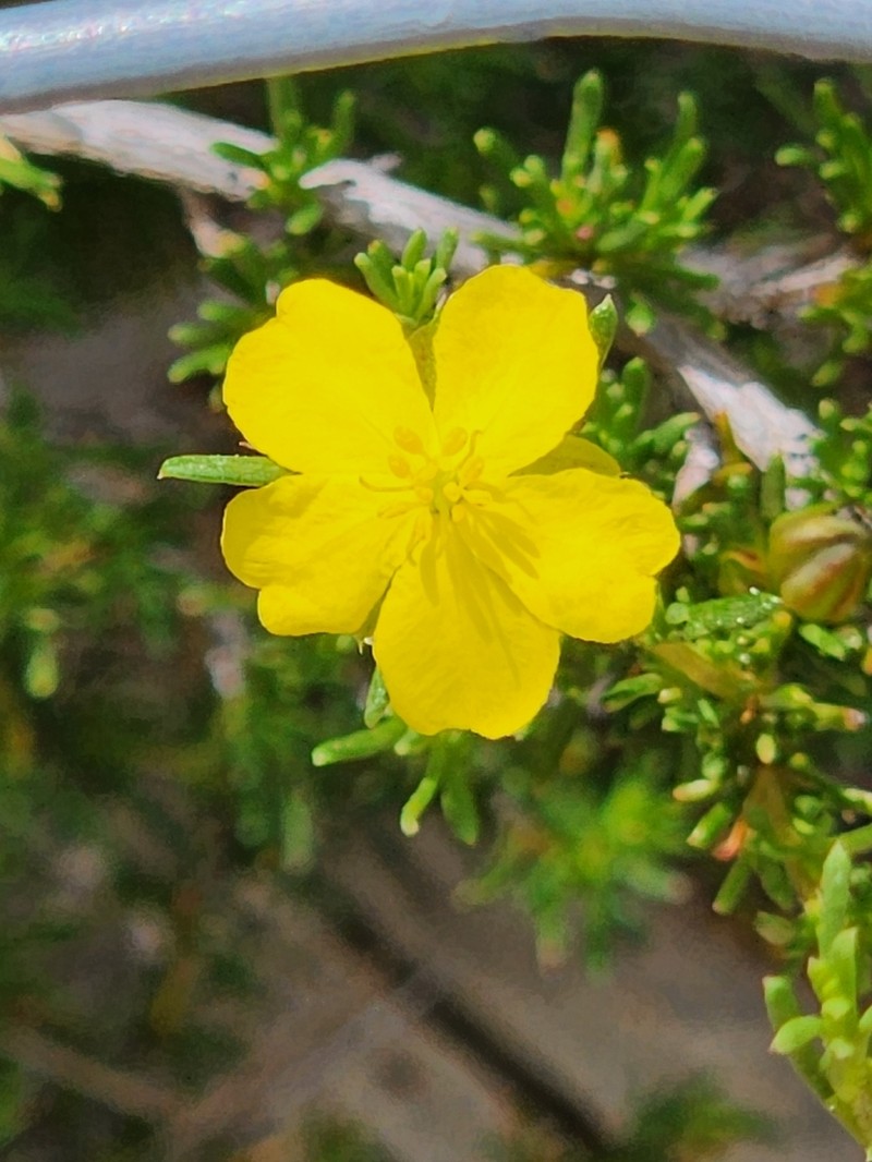 Hibbertia eatoniae photo 6