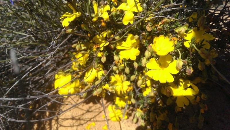 Hibbertia eatoniae photo 7