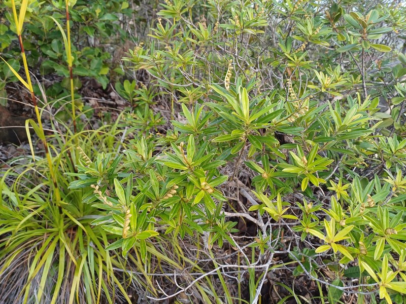 Hibbertia ebracteata photo 2