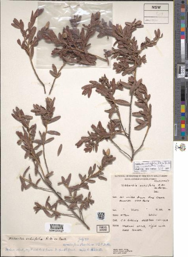 Hibbertia echiifolia