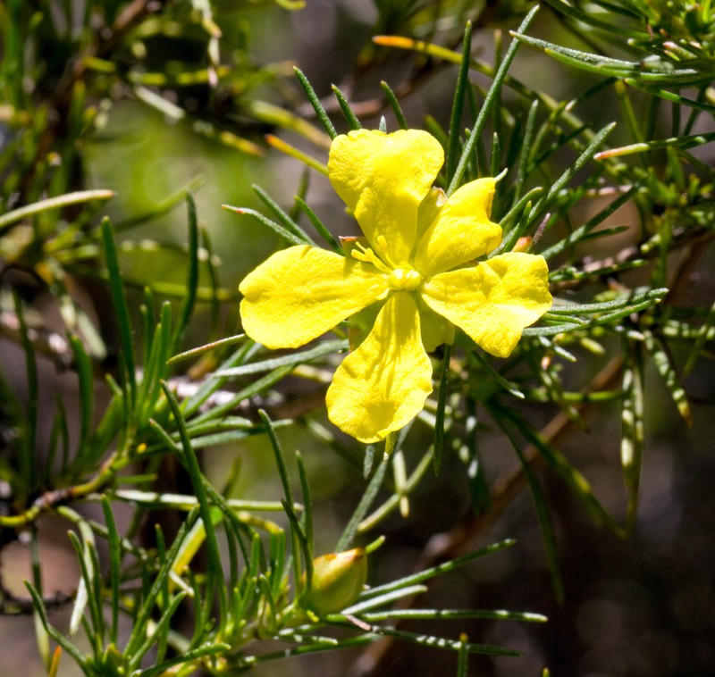 Hibbertia elata