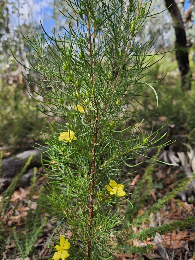 Hibbertia elata photo 2