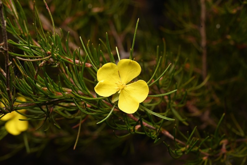 Hibbertia elata photo 3