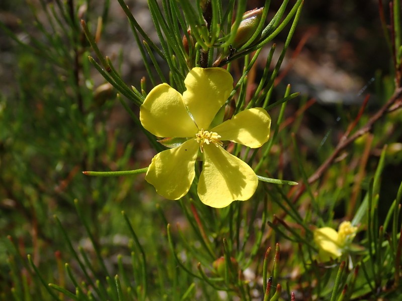 Hibbertia elata photo 4
