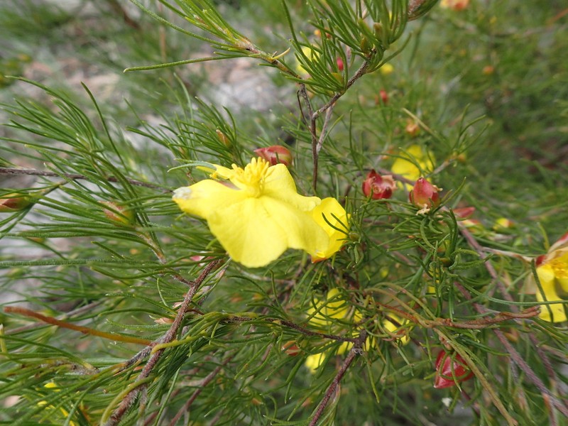 Hibbertia elata photo 5