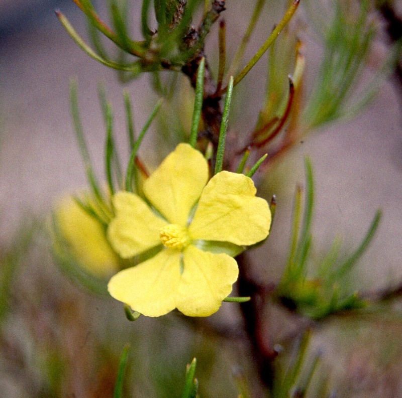 Hibbertia elata photo 6