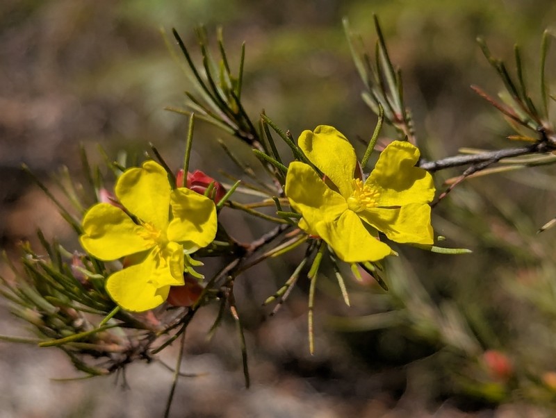 Hibbertia elata photo 7