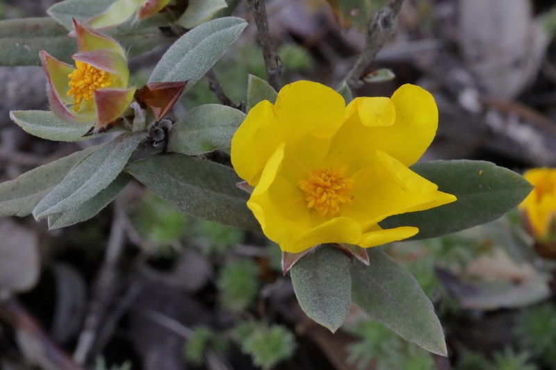 Hibbertia elegans