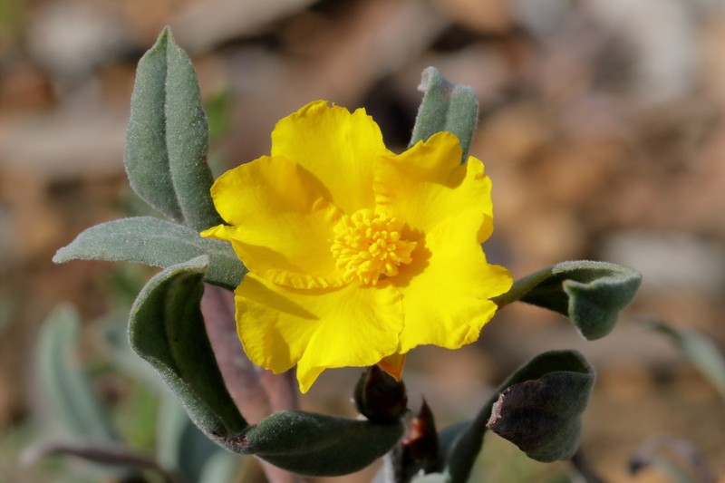 Hibbertia elegans photo 2