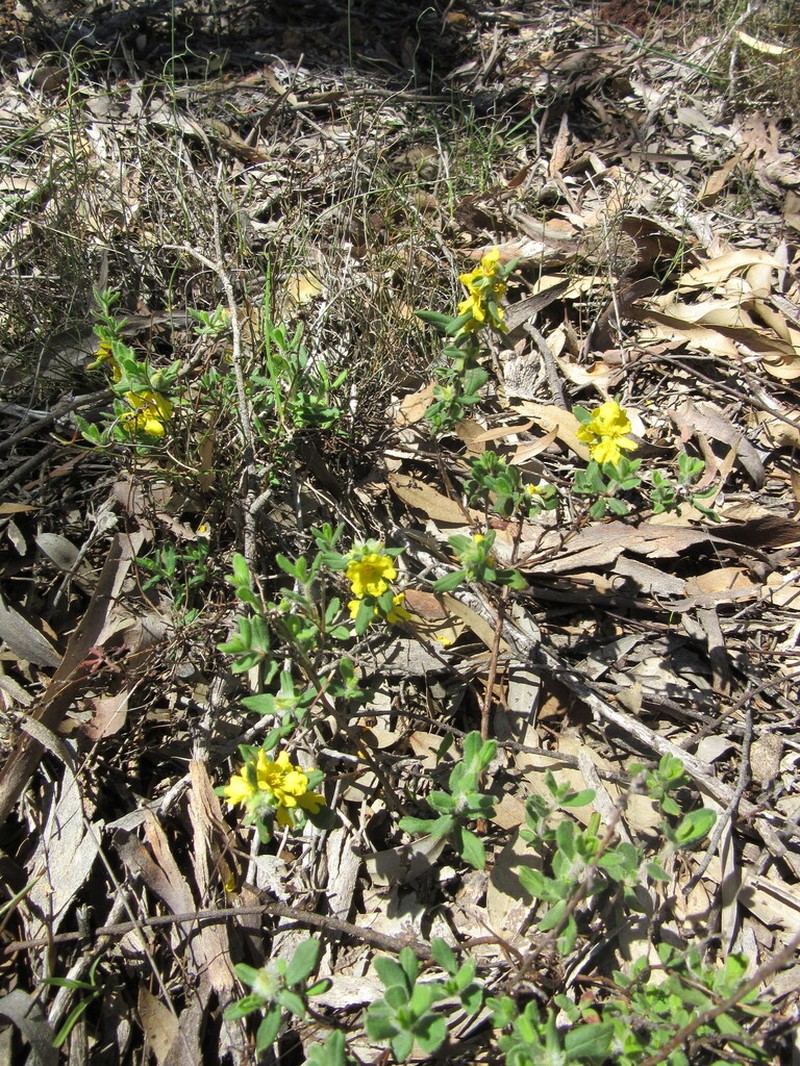 Hibbertia elegans photo 3