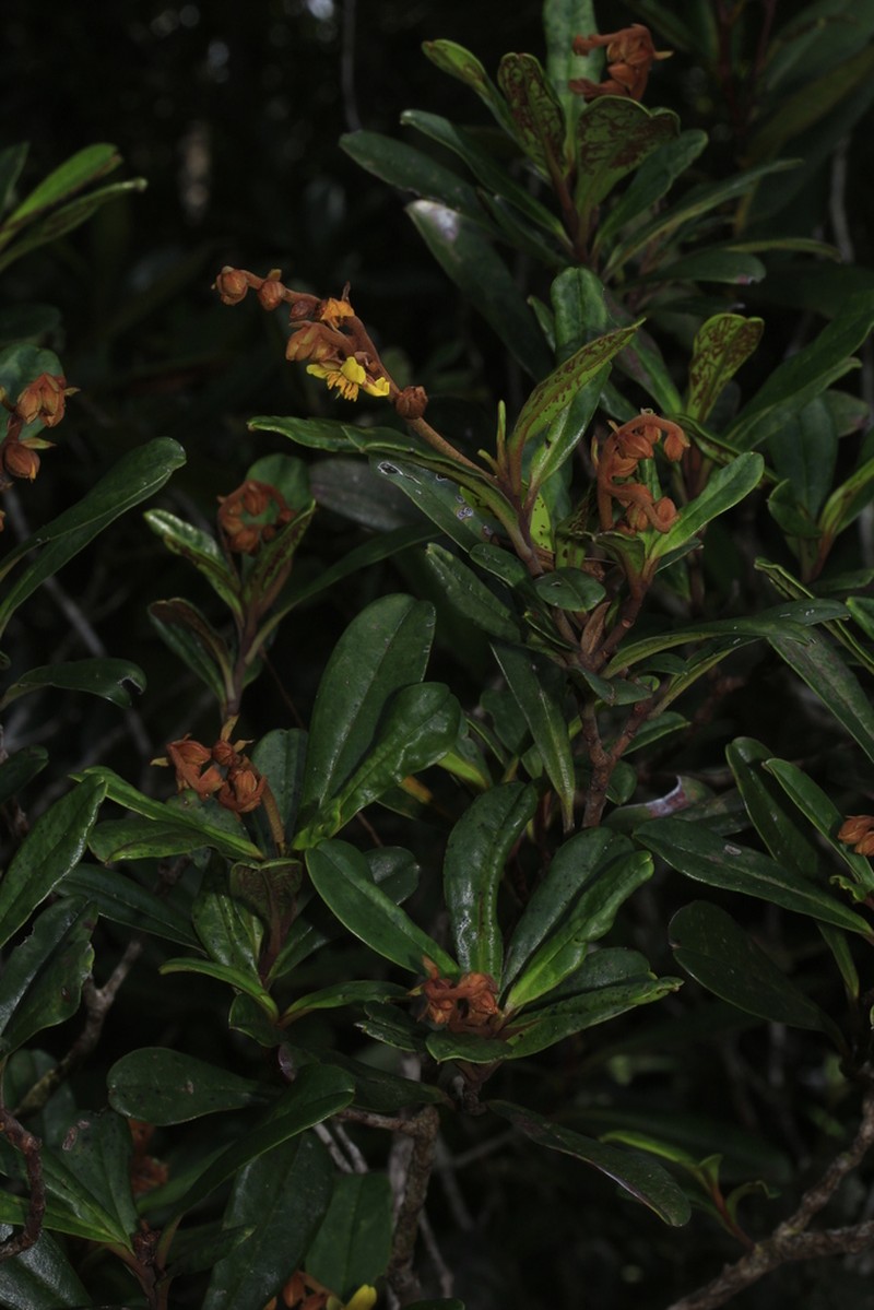 Hibbertia emarginata photo 2