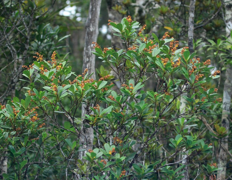 Hibbertia emarginata photo 3