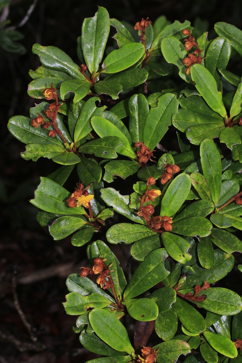 Hibbertia emarginata photo 4