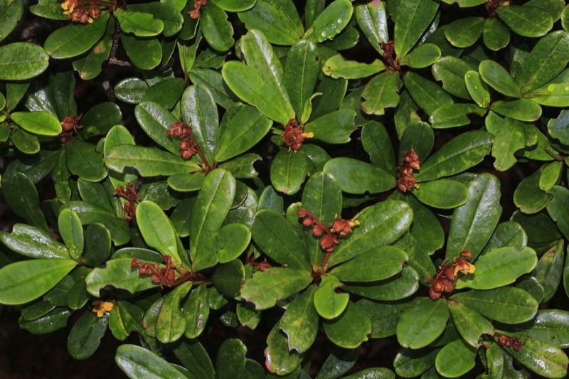 Hibbertia emarginata photo 5