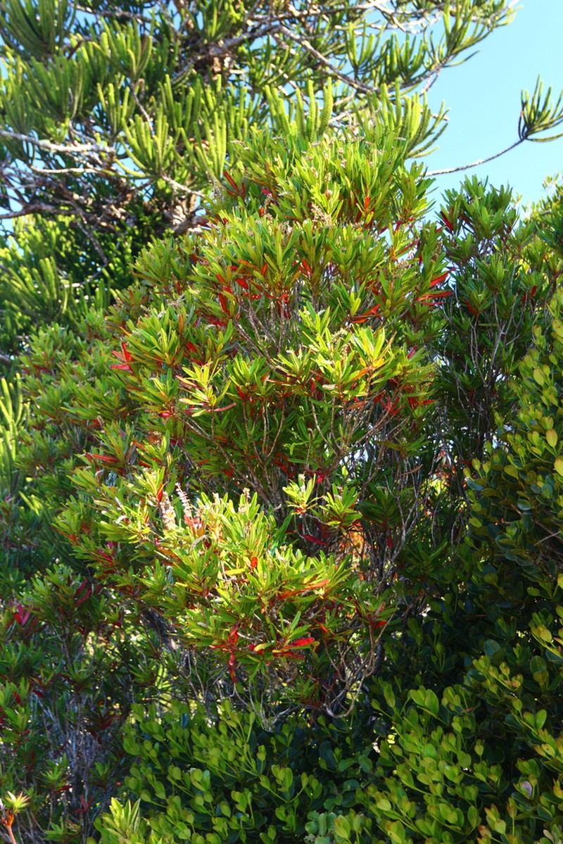 Hibbertia emarginata photo 6