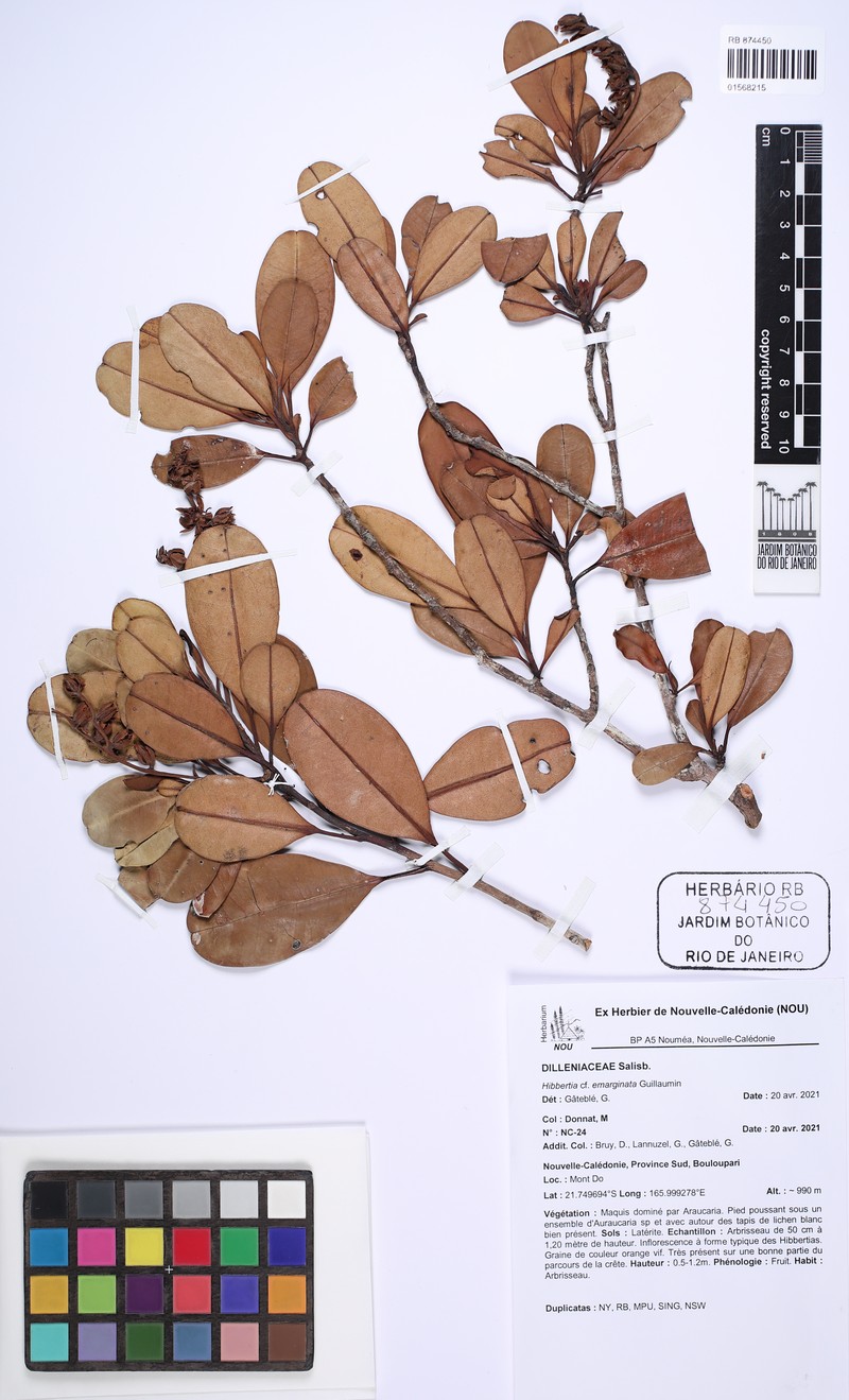 Hibbertia emarginata photo 7