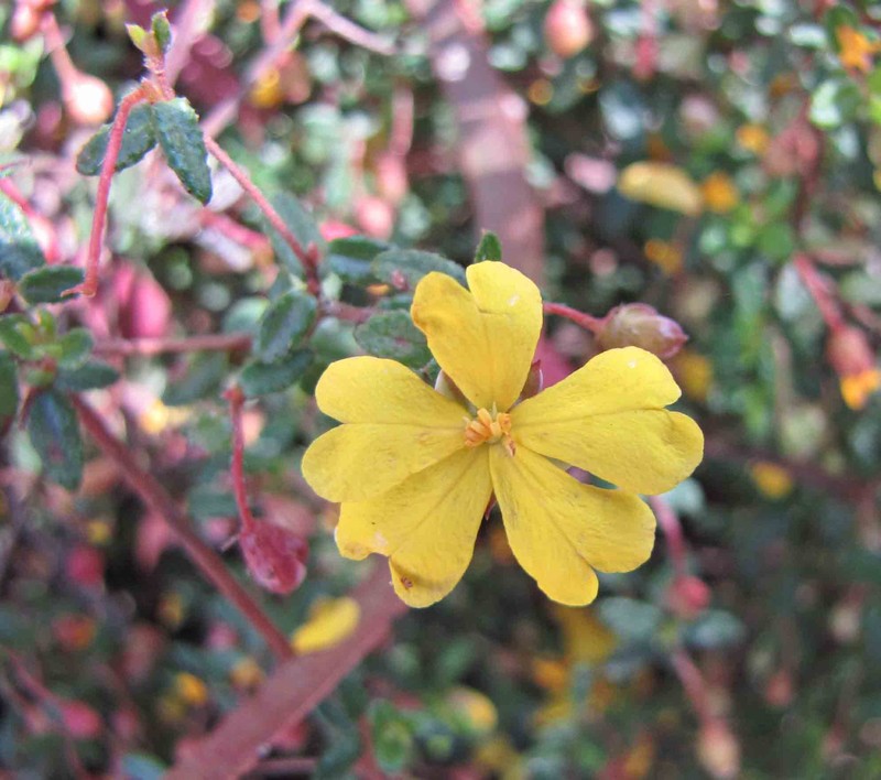 Hibbertia empetrifolia